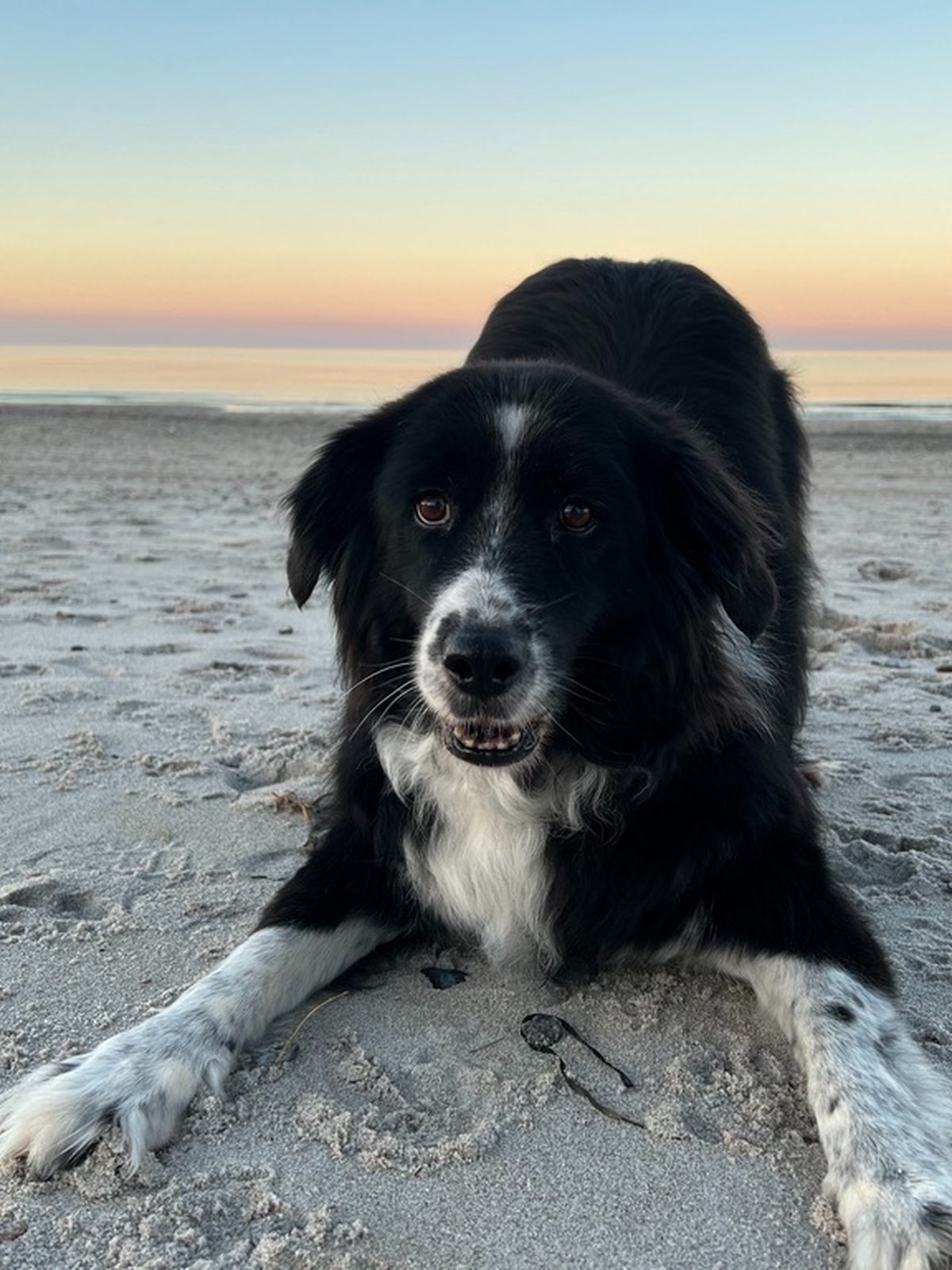 Betty, Sarahs Border-Collie-Hündin, am Strand bei Sonnenuntergang