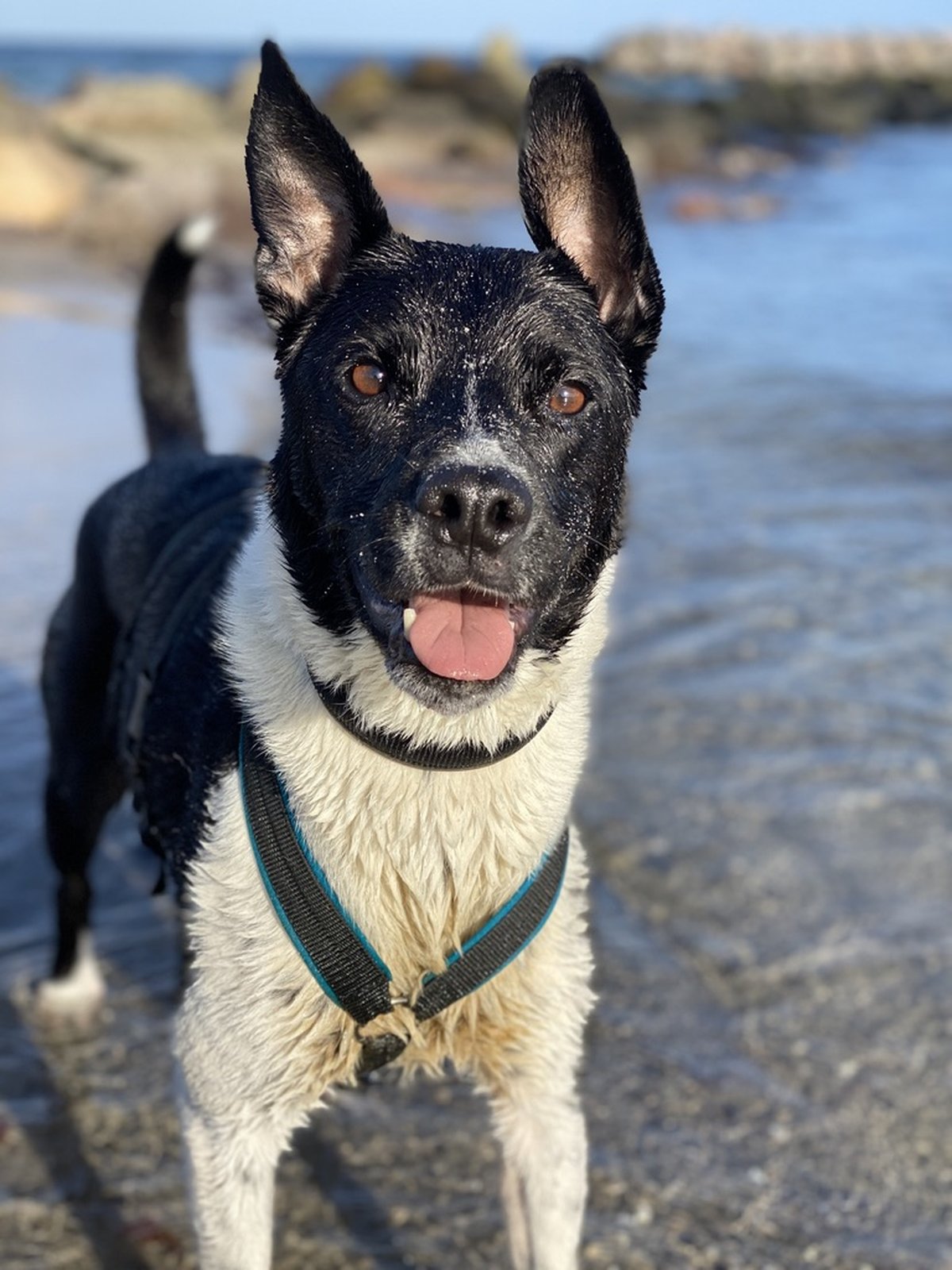 Boomer, Sarahs Tierschutzhund, am Strand